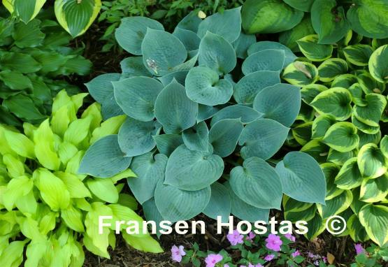 Hosta Dorset Blue